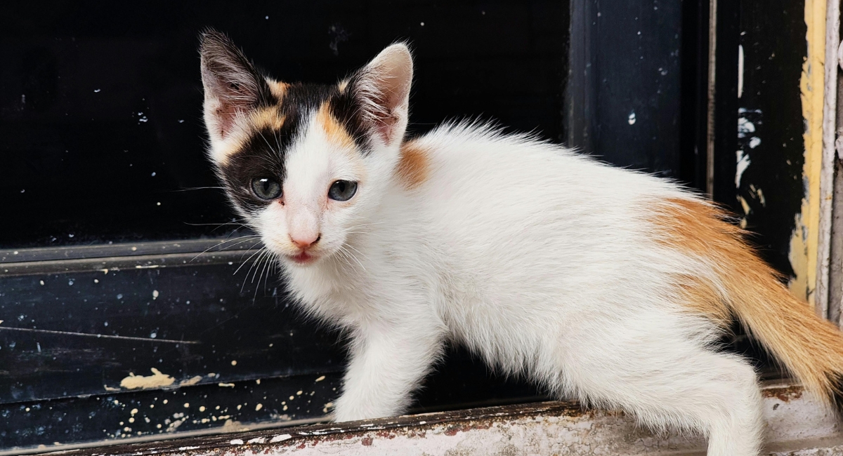 Emergency Warning Signs In Kittens: When To Get Help Immediately