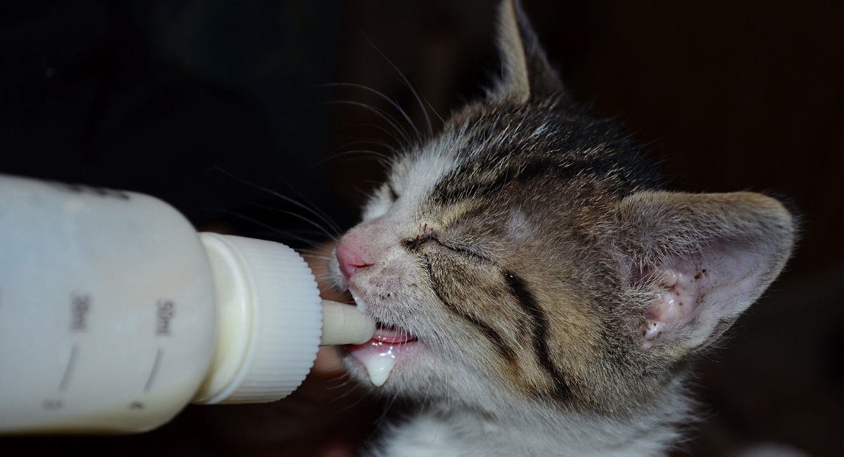 How Much Should A Kitten Eat Per Feeding?