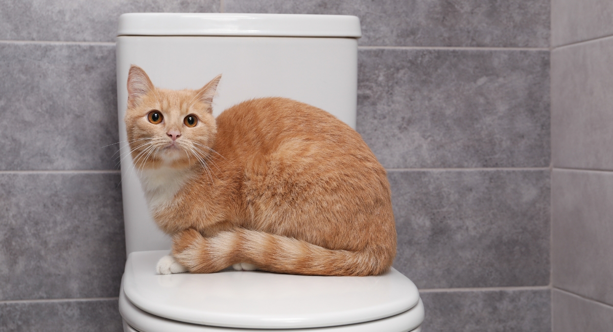 How Often Should Kittens Pee And Poop? (By Age Guide)