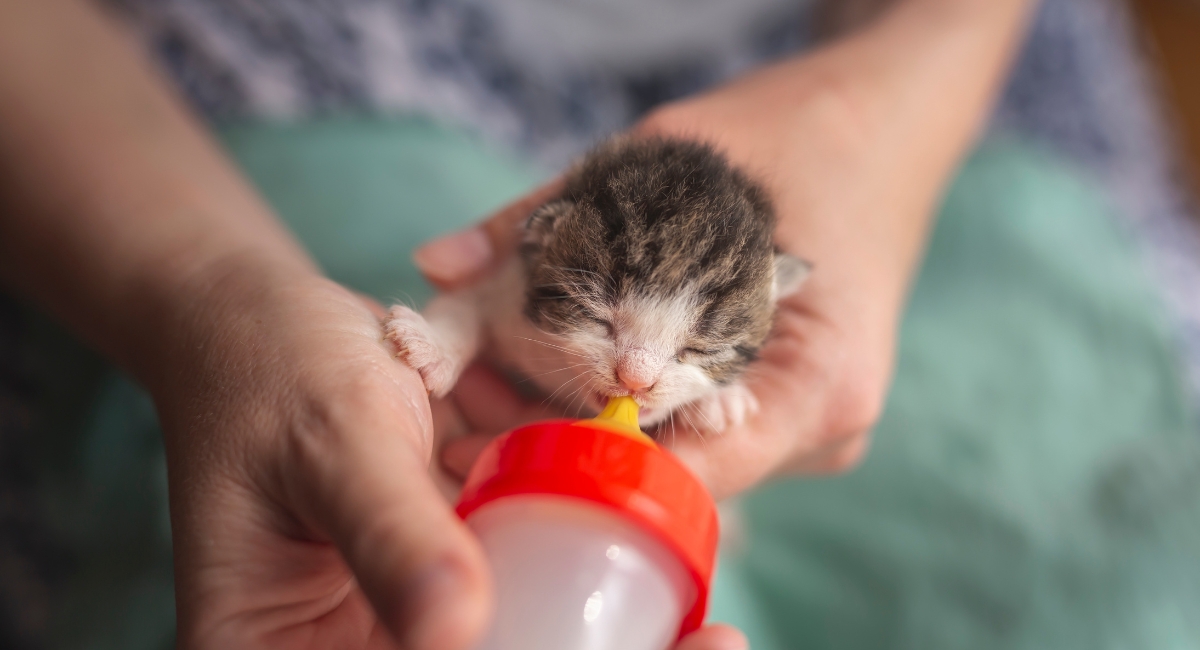 How To Bottle Feed A Kitten Safely